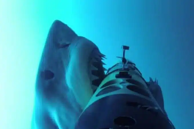 PTA Chief Says Sharks Can’t Damage Submarine Cables